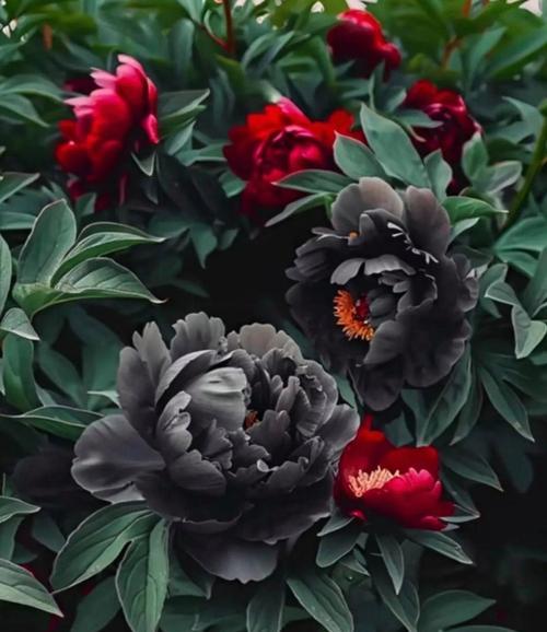 黑色花代表什么？黑色花的象征意义是什么？