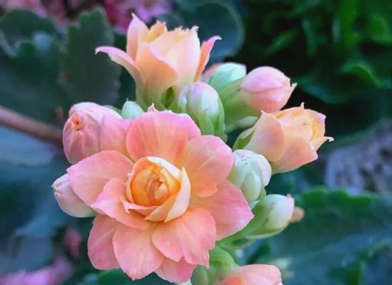 古诗里哪些花象征长寿？长寿花的寓意是什么？