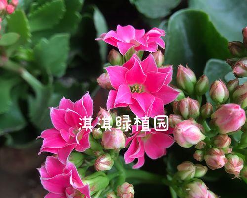 古诗里哪些花象征长寿？长寿花的寓意是什么？