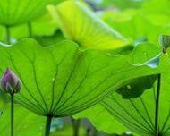 头像是绿色的花寓意是什么？它在社交媒体中有何含义？