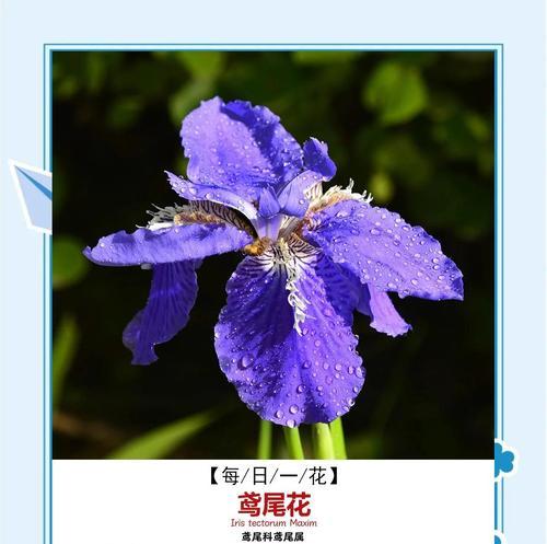黄色花在过年时开有什么寓意？黄色花的吉祥含义是什么？