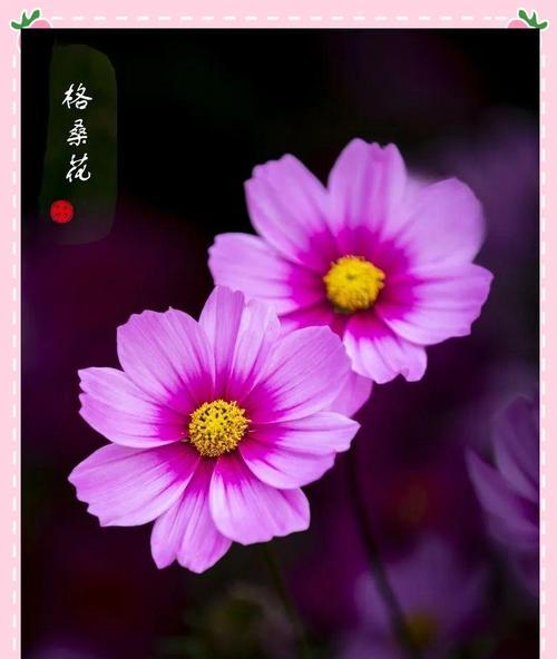 最有寓意的适合春节的花是什么？春节花卉选择指南。195