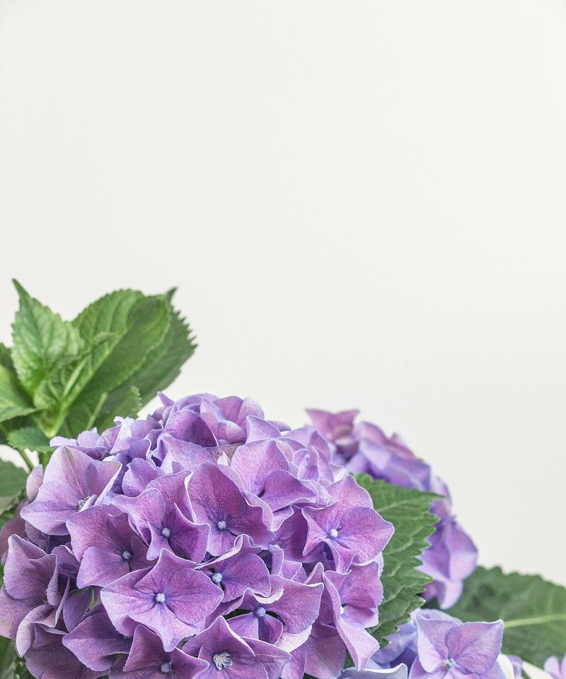 绣球花紫色的花语和象征是什么？紫色绣球花代表什么？