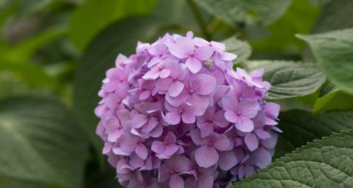 绣球花紫色的花语和象征是什么？紫色绣球花代表什么？
