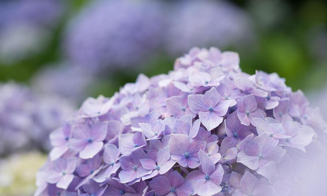 绣球花紫色的花语和象征是什么？紫色绣球花代表什么？