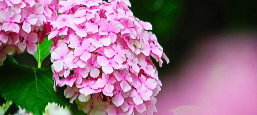 春节门上贴一朵花有什么寓意？传统习俗中花的象征意义是什么？