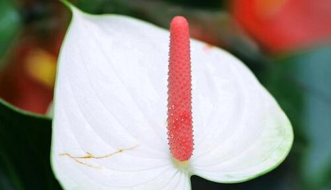 白色花代表什么寓意？廉洁的花有哪些？