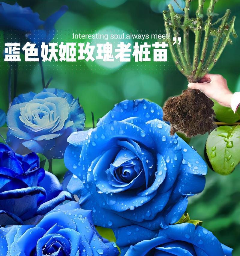 蓝色玫瑰花代表什么寓意？