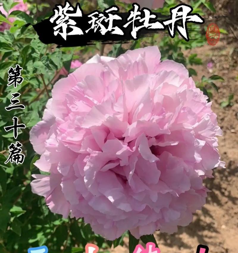 粉色花的寓意好吗？它们在花语中通常代表什么？