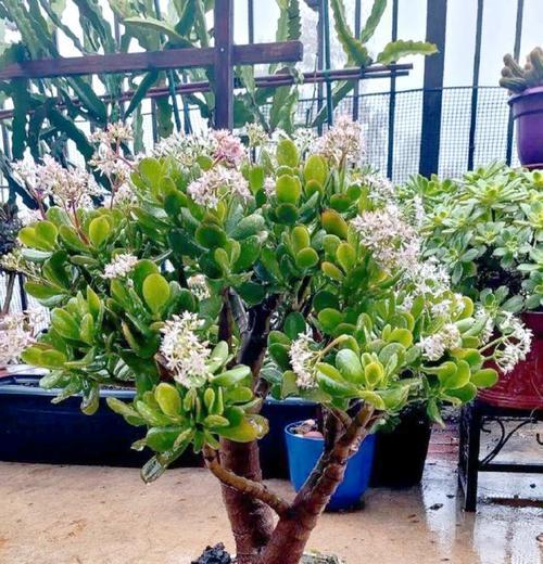 寓意吉祥如意的花或植物是什么？