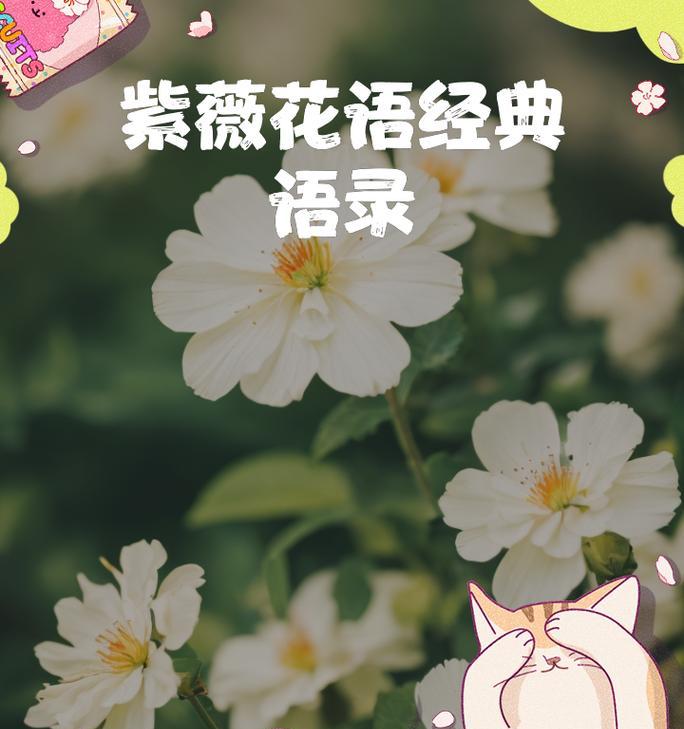 哪些花象征温柔快乐？它们的花语是什么？