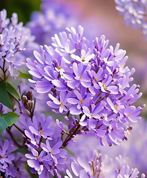 哪些花象征温柔快乐？它们的花语是什么？