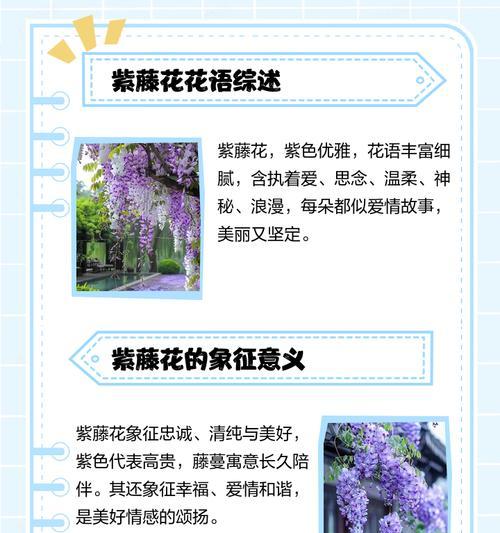 哪些花象征温柔快乐？它们的花语是什么？