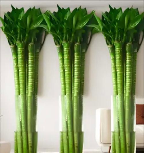盘花竹节象征着什么？