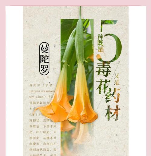 哪种花象征着和平与安全？