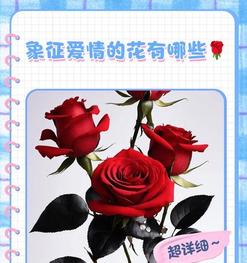 哪些花象征爱情？各自的花语是什么？