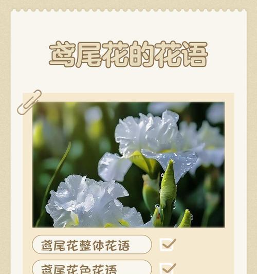 哪些花象征爱情？各自的花语是什么？