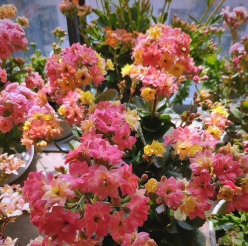 春节寓意好的花材是什么？如何挑选春节花卉？