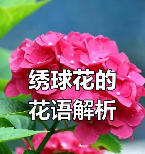 绣球花不同颜色代表什么？它们各自的寓意是什么？