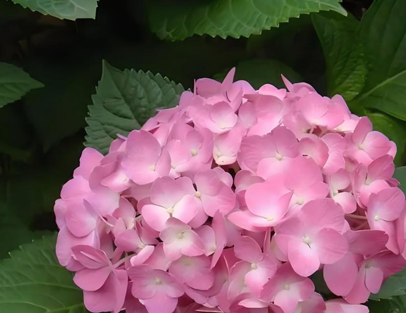 绣球花不同颜色代表什么？它们各自的寓意是什么？