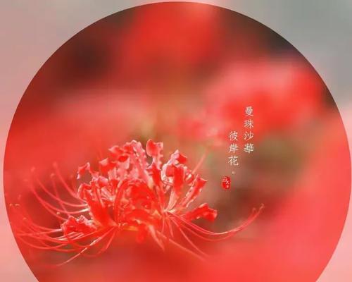 白色曼珠沙花象征什么爱情？曼珠沙花在爱情中的寓意是什么？