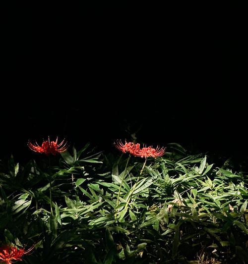 白色曼珠沙花象征什么爱情？曼珠沙花在爱情中的寓意是什么？