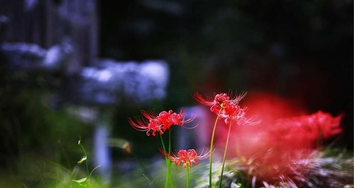 白色曼珠沙花象征什么爱情？曼珠沙花在爱情中的寓意是什么？