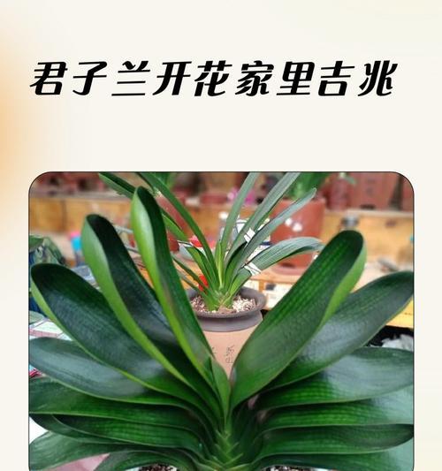 君子兰的文化意义是什么？