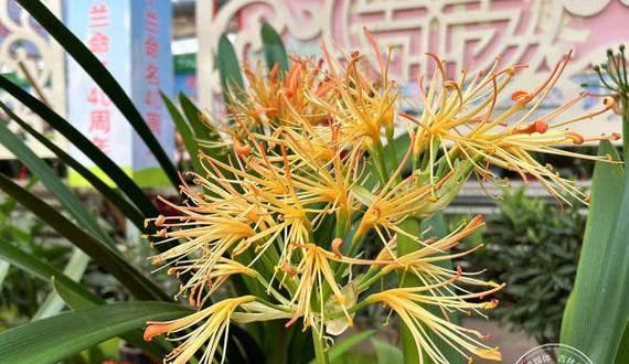 君子兰的文化意义是什么？