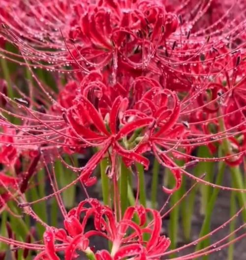 粉色彼岸花的寓意和花语是什么？粉色彼岸花代表了什么？