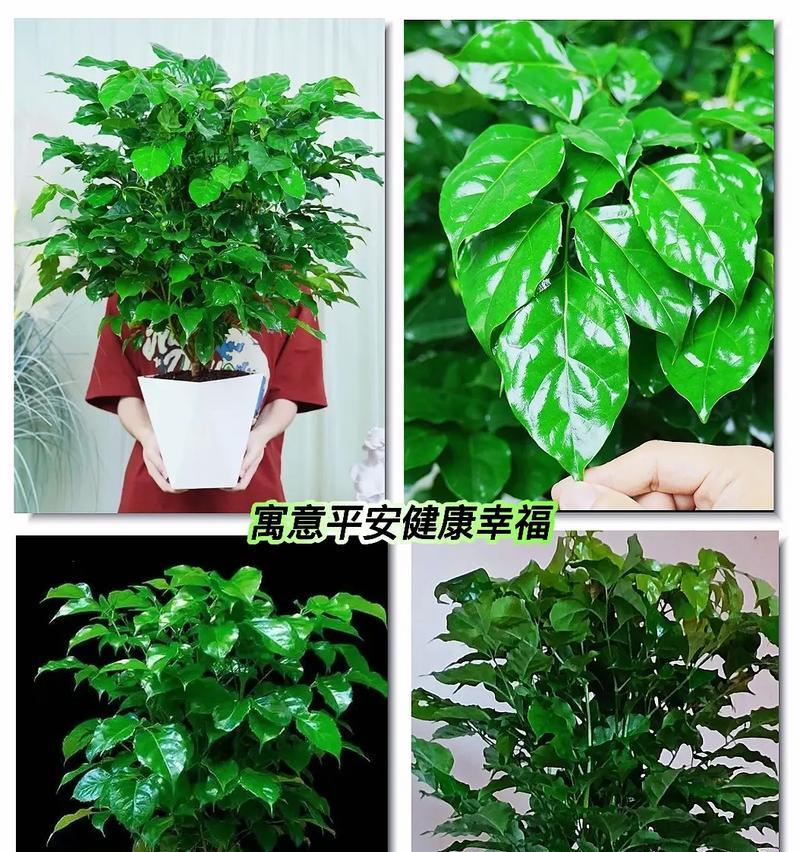 哪种花象征幸福和平安？