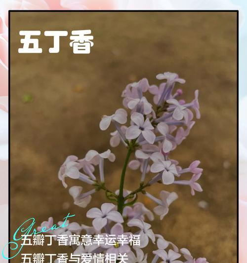 丁香节结的花语是什么？丁香节结代表什么意义？