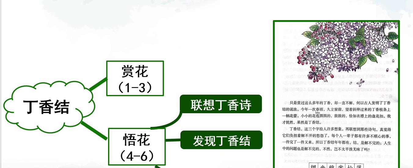 丁香节结的花语是什么？丁香节结代表什么意义？