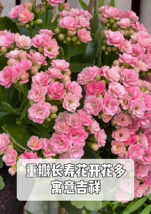 长寿花寓意奇缘？如何理解长寿花的象征意义？