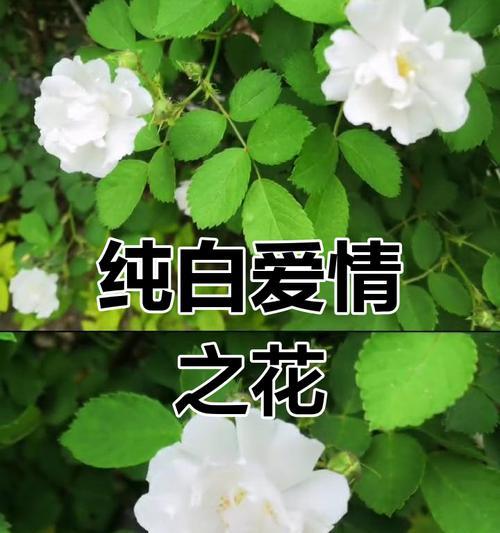 送朋友白色花的寓意是什么？白色花象征着什么？