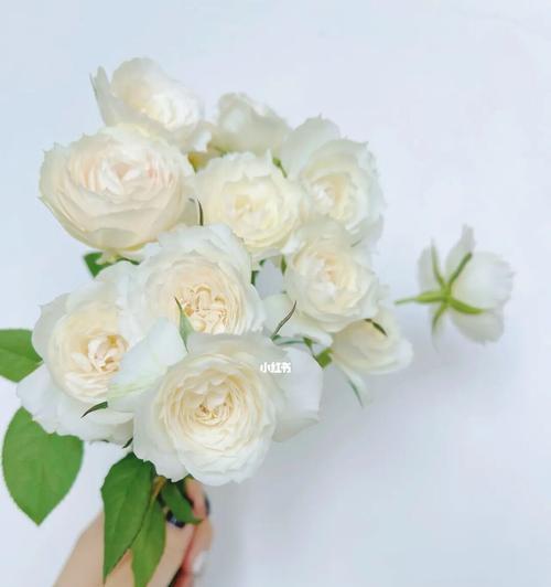 送朋友白色花的寓意是什么？白色花象征着什么？