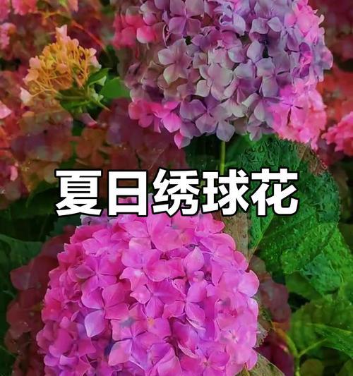 粉红色绣球花的含义是什么？粉红色绣球花代表什么？