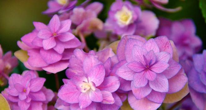 粉红色绣球花的含义是什么？粉红色绣球花代表什么？