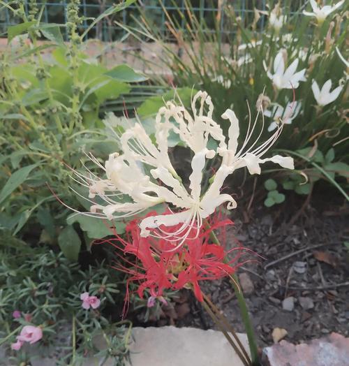 哪种花象征神秘的爱情？
