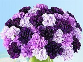 宜章紫色花语是什么？紫色花朵在宜章文化中代表了什么？