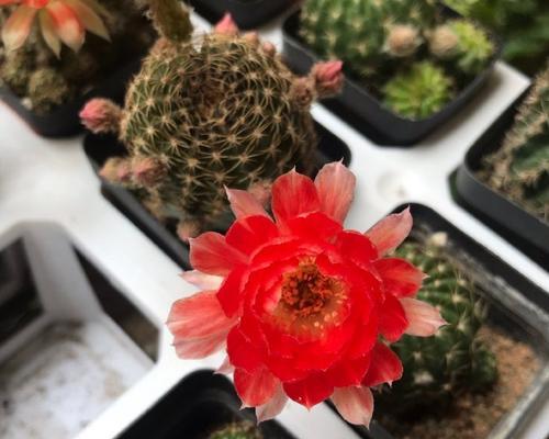 仙人球开红色花有什么特别寓意？