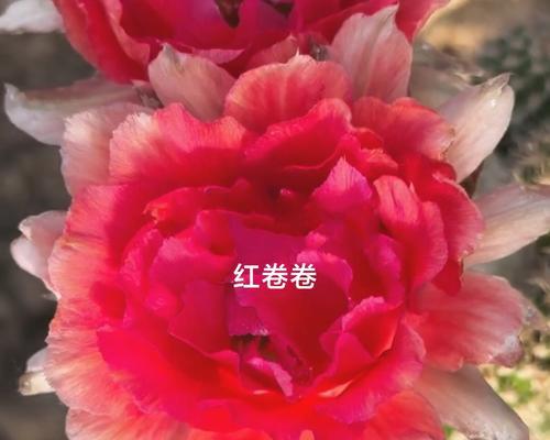 仙人球开红色花有什么特别寓意？