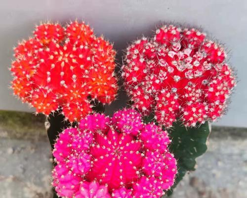 仙人球开红色花有什么特别寓意？