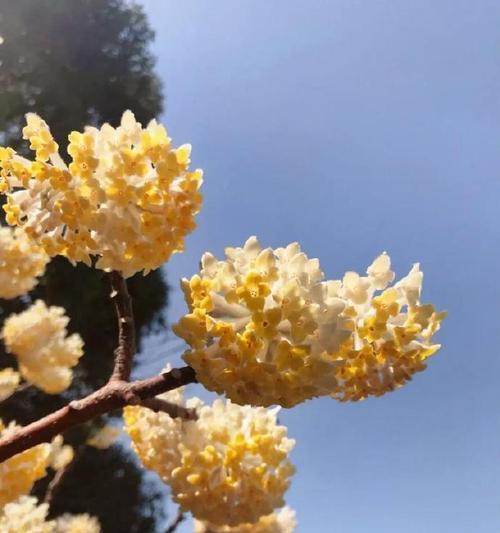 黄色的寓意的花有哪些？黄色花有哪些象征意义？