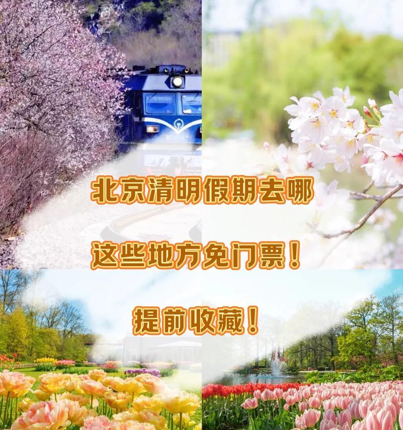 清明节期间开的花有哪些寓意？清明节赏花的意义何在？
