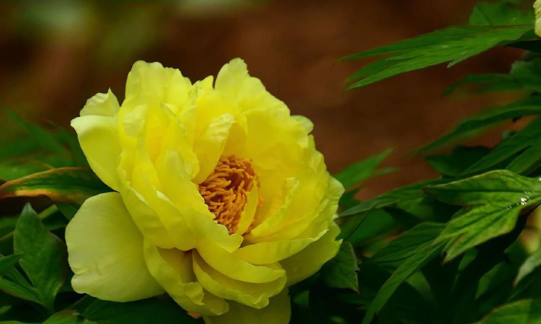 黄色花代表什么？送黄色花有什么特别含义？
