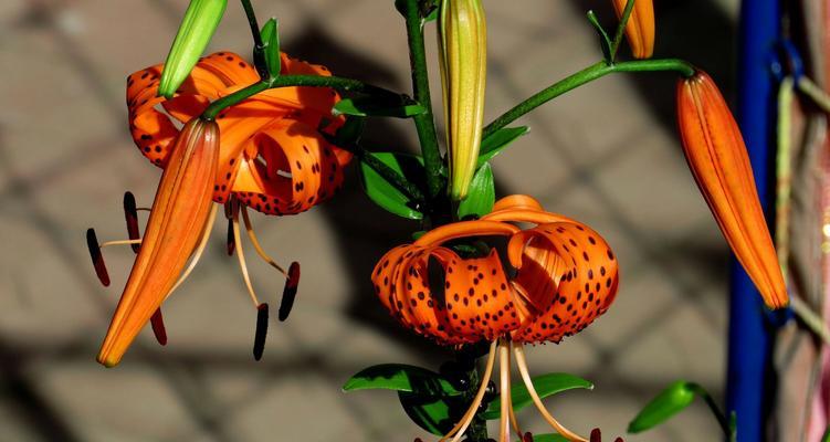 七月有哪些象征爱情的花？七月的花语代表什么？