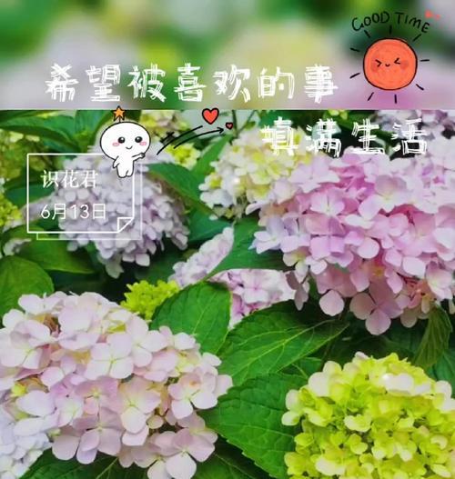 夏天有哪些花象征爱情？各自的花语是什么？