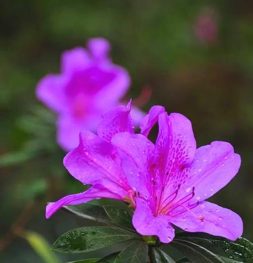 哪种花寓意表达美好祝福？