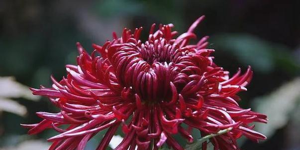 哪种花寓意表达美好祝福？